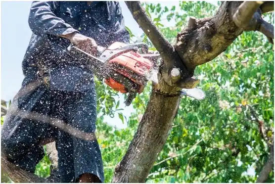 tree services Broomall